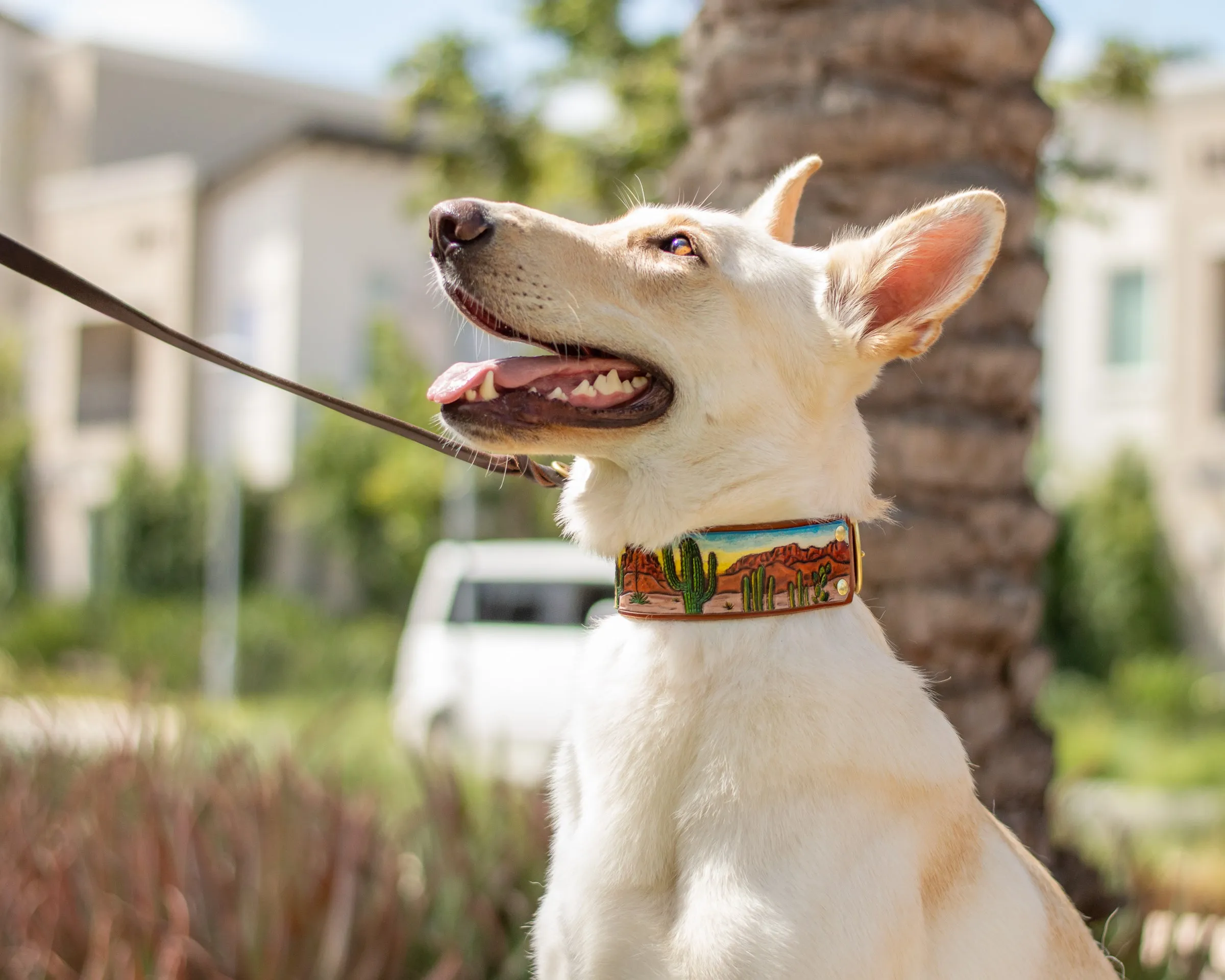 Desert & Cactus Dog Collar / Southwest Dog Collar