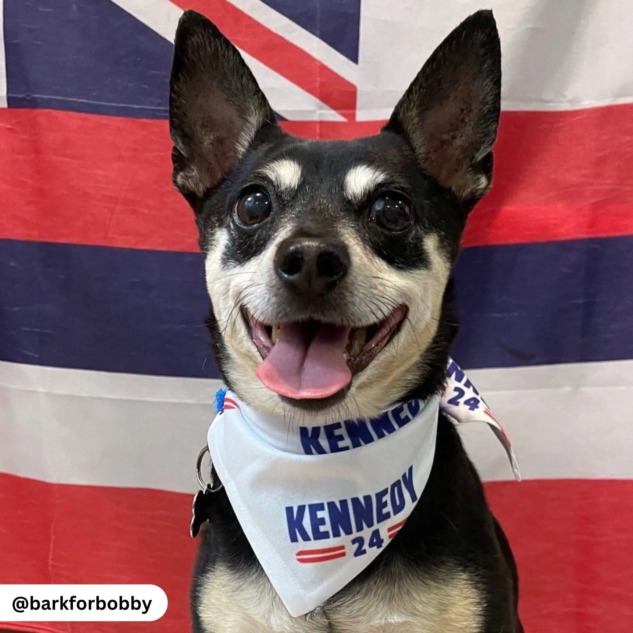 Kennedy Classic Pet Bandana II